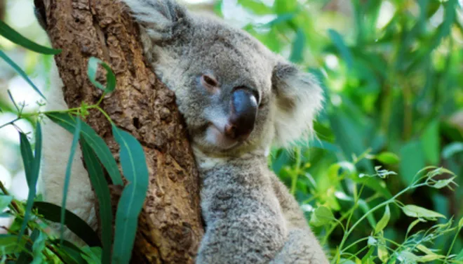Koala AUSTRALIA - luxury travel specialist