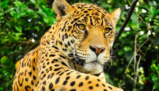 jaguar in amazon luxury travel planner